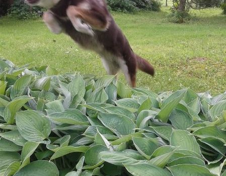 Prieks Tev un Tavam sunim! Prieks Tev un Tavam sunim!