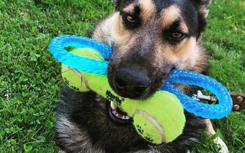 Tobis Tobis