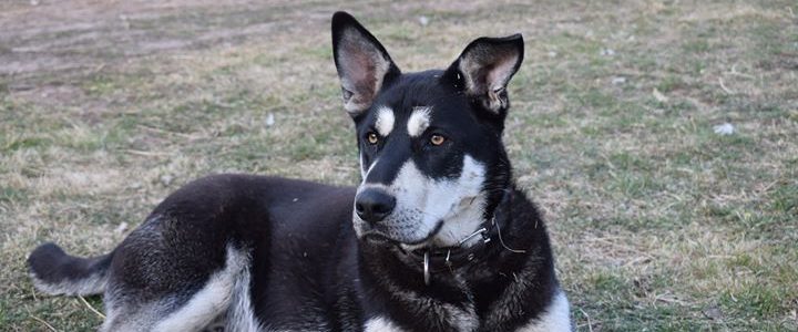 Herkuless saimnieko savās mājās – „Ragukalnā” Herkuless saimnieko savās mājās – „Ragukalnā”