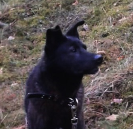 Blekija stāsts ! Sirds siltumu 100 opīšiem ! Blekija stāsts ! Sirds siltumu 100 opīšiem !