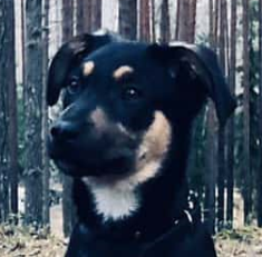 Sveiciens no Mārlija!
