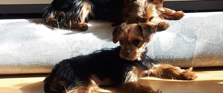 Romeo un Džuljeta mājās!