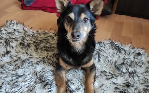 Opīša – Buddy stāsts ! Sirds siltumu 100 opīšiem ! Opīša – Buddy stāsts ! Sirds siltumu 100 opīšiem !
