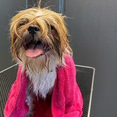 🐾 Sociālās kampaņas “Mājdzīvnieka mājas ir cilvēks” PĀRVĒRTĪBU STĀSTS. 🍁