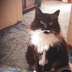 Sveicieni no Kisuļkas!