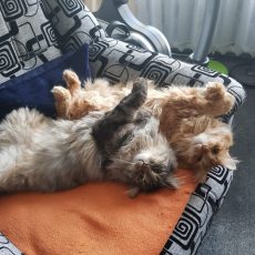 Kuriļu bobteili – Mona un Bubis ! Kuriļu bobteili – Mona un Bubis !