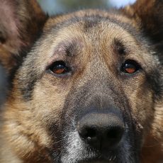 ♥ ULUBELES ĪPAŠIE ♥️ ŠELDONS adoptēts! 🐾 ♥ ULUBELES ĪPAŠIE ♥️ ŠELDONS adoptēts! 🐾