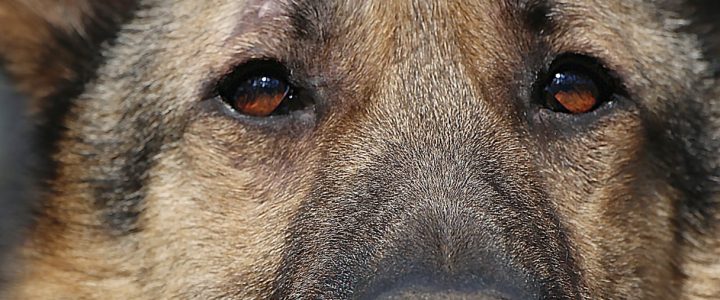 ♥ ULUBELES ĪPAŠIE ♥️ ŠELDONS adoptēts! 🐾 ♥ ULUBELES ĪPAŠIE ♥️ ŠELDONS adoptēts! 🐾