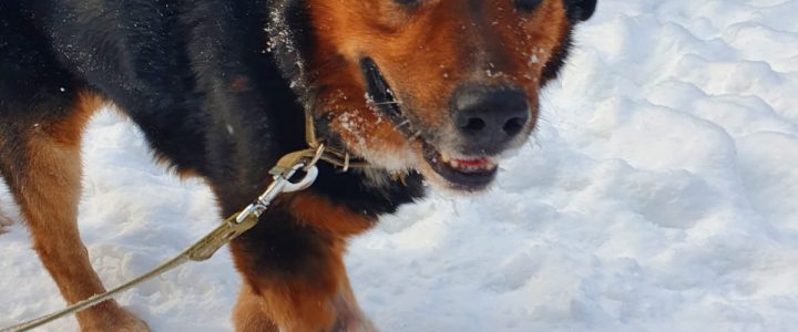 Ne diena bez jaunumiem. Par daudz cietušo suni Arčiju, protams.