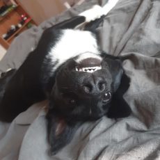 Bučas no Čības un Lizas! Bučas no Čības un Lizas!