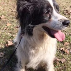 ♥ ULUBELES ĪPAŠIE ♥️ DENIJS adoptēts! ♥ ULUBELES ĪPAŠIE ♥️ DENIJS adoptēts!