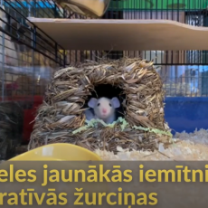 Kļūsti par draudzīgu un gudru žurciņu Īsto Cilvēku! Kļūsti par draudzīgu un gudru žurciņu Īsto Cilvēku!