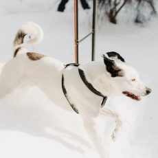 Sveiciens no Lāča/Zefīra ! Sveiciens no Lāča/Zefīra !