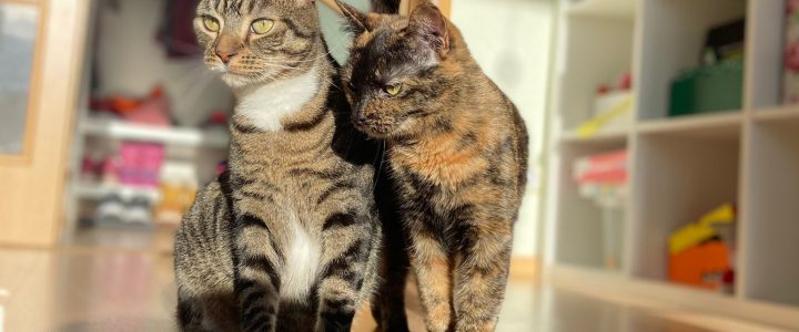 💛 U komandas māju stāsti👣🐾ELĪZAS mājās: Oga un Bella 💛 U komandas māju stāsti👣🐾ELĪZAS mājās: Oga un Bella