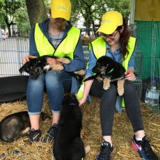 💛 Sveicam Starptautiskajā brīvprātīgo dienā visus Ulubeles 10132 brīvprātīgos! 💛 💛 Sveicam Starptautiskajā brīvprātīgo dienā visus Ulubeles 10132 brīvprātīgos! 💛