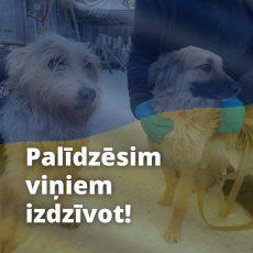 🙏Lūdzu atbalsti 40 ukraiņus Ulubelē!💙💛 🙏Lūdzu atbalsti 40 ukraiņus Ulubelē!💙💛