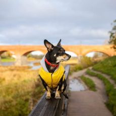 💛 U komandas māju stāsti 👣🐾KRISTAPA un LAIMAS mājās: Buča 💛 U komandas māju stāsti 👣🐾KRISTAPA un LAIMAS mājās: Buča