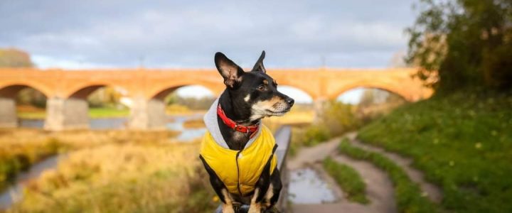 💛 U komandas māju stāsti 👣🐾KRISTAPA un LAIMAS mājās: Buča 💛 U komandas māju stāsti 👣🐾KRISTAPA un LAIMAS mājās: Buča