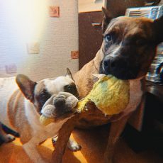 ULUBELES ĪPAŠĀS ADOPCIJAS ❤ – šie stāsti ir svarīgi! ULUBELES ĪPAŠĀS ADOPCIJAS ❤ – šie stāsti ir svarīgi!