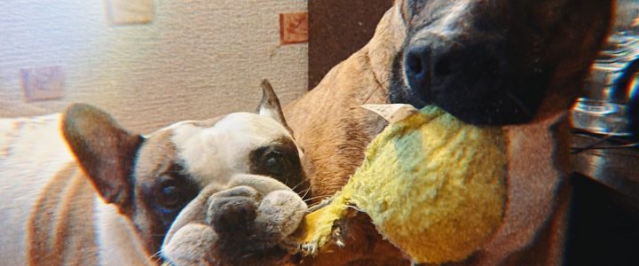 ULUBELES ĪPAŠĀS ADOPCIJAS ❤ – šie stāsti ir svarīgi! ULUBELES ĪPAŠĀS ADOPCIJAS ❤ – šie stāsti ir svarīgi!