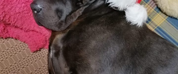 💛U komandas māju stāsti 🐾👣 – sekojiet! 💛U komandas māju stāsti 🐾👣 – sekojiet!