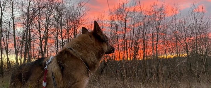 💛 U komandas māju stāsti 🐾👣MARTAS mājās: Džaspers 💛 U komandas māju stāsti 🐾👣MARTAS mājās: Džaspers