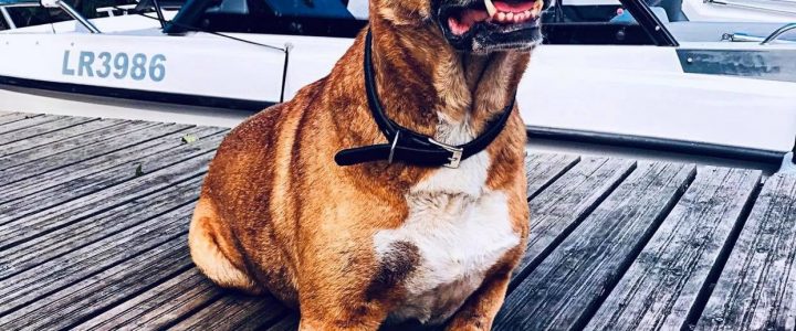 💛 U komandas māju stāsti👣🐾RIČA mājās: Havjērs (Havis) 💛 U komandas māju stāsti👣🐾RIČA mājās: Havjērs (Havis)