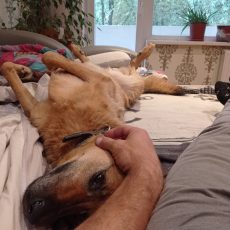 💛 U komandas māju stāsti 👣🐾LUDMILAS un ROMĀNA mājās: STIČS un REKSA ❤
