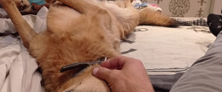 💛 U komandas māju stāsti 👣🐾LUDMILAS un ROMĀNA mājās: STIČS un REKSA ❤ 💛 U komandas māju stāsti 👣🐾LUDMILAS un ROMĀNA mājās: STIČS un REKSA ❤