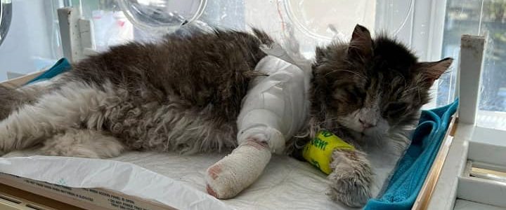 Palīdzi smagi traumētajiem minkām! Palīdzi smagi traumētajiem minkām!