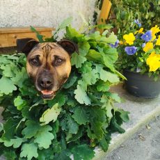 Līgo nolīgoti! Gaidām Tevi ciemos! Līgo nolīgoti! Gaidām Tevi ciemos!