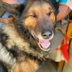 PAR DZĪVNIEKU ADOPCIJU NO ULUBELES. Atgādinājums mums visiem, kas plāno vai nākotnē izlems kļūt par adoptētājiem. PAR DZĪVNIEKU ADOPCIJU NO ULUBELES. Atgādinājums mums visiem, kas plāno vai nākotnē izlems kļūt par adoptētājiem.