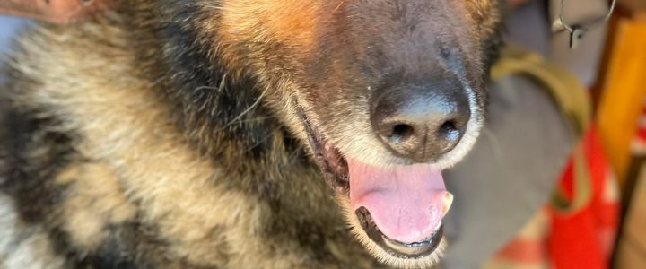 PAR DZĪVNIEKU ADOPCIJU NO ULUBELES. Atgādinājums mums visiem, kas plāno vai nākotnē izlems kļūt par adoptētājiem. PAR DZĪVNIEKU ADOPCIJU NO ULUBELES. Atgādinājums mums visiem, kas plāno vai nākotnē izlems kļūt par adoptētājiem.
