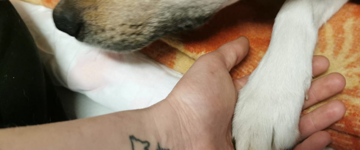 “Sasildi ķepiņas Ulubelē” – Ulubele gatavojas aukstajai sezonai!
