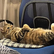 Sveiciens no kaķenītes Muras! Sveiciens no kaķenītes Muras!