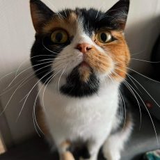 Vēstule no kaķenītes Hertas! Vēstule no kaķenītes Hertas!