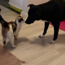 Māsiņa Lilu un brālītis Tony Māsiņa Lilu un brālītis Tony