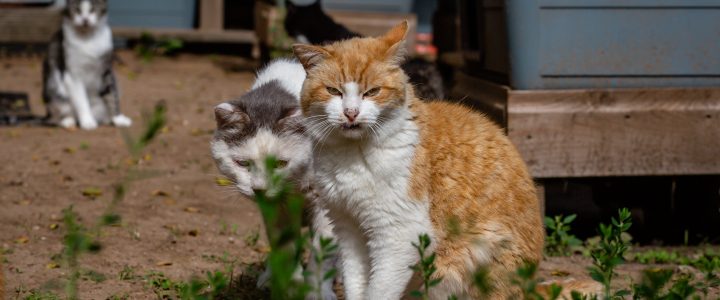 IUB atzīst Rīgas domes prettiesisko rīcību iepirkumā par ielas kaķu aprūpi