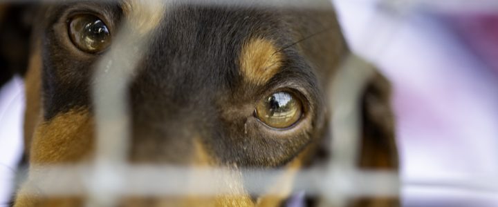Kāpēc Latvijā ir pieļaujamas dzīvnieku pavairošanas fabrikas bez jebkādas uzraudzības? Kāpēc Latvijā ir pieļaujamas dzīvnieku pavairošanas fabrikas bez jebkādas uzraudzības?