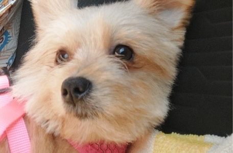 Sveicieni no Džesijas!