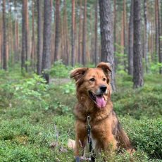 Ulubelei 20! VETERINĀRIJA.