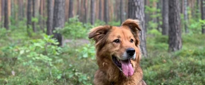Ulubelei 20! VETERINĀRIJA. Ulubelei 20! VETERINĀRIJA.
