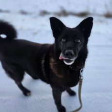 Jā, ir auksti. Jā, joprojām aicinām sniegt siltas pagaidu mājas patversmes suņiem